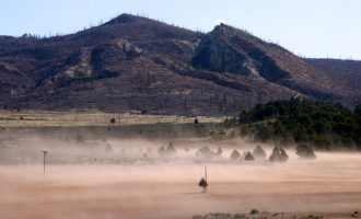 MFLB Tree in Gallina NM J4ph2